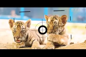 给老虎拍个照片咋这么难？视频封面