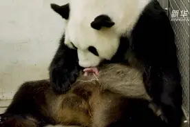 好事成双！旅比大熊猫“好好”产下龙凤胎