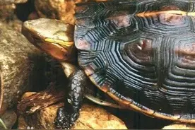 保护古老活化石，绿会成立“中华断板龟保护地·罗山”图片