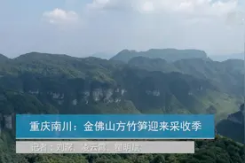 重庆南川：金佛山方竹笋迎来采收季