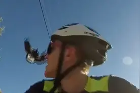 喜鹊凶起来很恐怖！护崽“俯冲”攻击路人，76岁老人不幸身亡视频封面