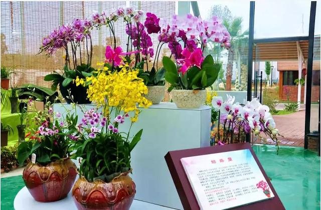 限时抢购 || 绵阳国际兰花园1大1小门票仅19.9元！2大1小门票仅29.9元~