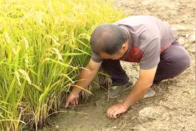 大丰收！“稻蟹共生”养殖模式，让辽宁盘锦的农民赚得盆满钵满！