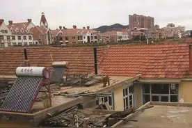 烟台：野猴连续数日大闹黄务社区 偷葡萄吃信鸽"作恶多端"图片