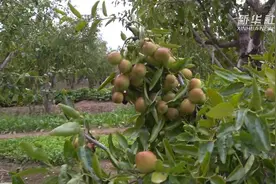 好吃又好看 冬枣盆景你见过嘛视频封面