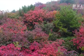 河北炉峰山：千亩霜叶 红于二月花视频封面