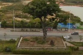 南宁402岁最牛“钉子树”：系明朝万历古扁桃树 道路施工曾为其改道