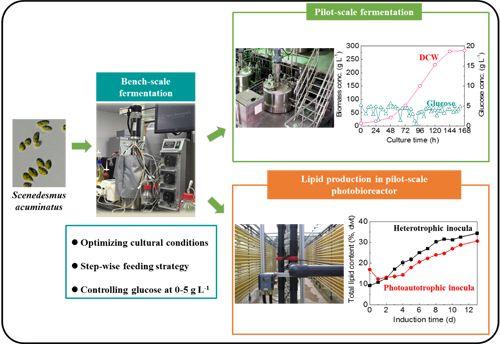 优化培养藻（微藻异养高密度培养技术研究取得进展）