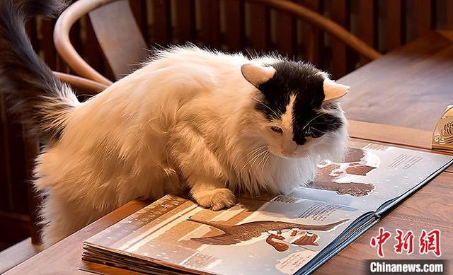 故宫夜间为何没有人巡逻（故宫的神秘守护者晚上巡逻）