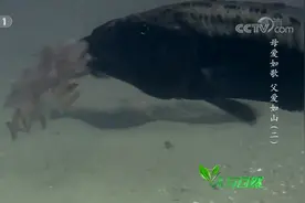 不可思议！鱼妈妈为保护幼崽，竟将它们吞到嘴里视频封面