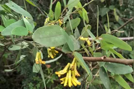 这种“黑豆”不简单 濒危植物长圆叶山黑豆现身四川巴中图片