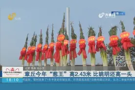 2.43米！章丘今年“葱王”诞生，比姚明还要高一头，快来一睹风采