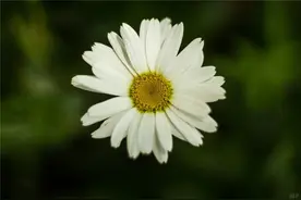 火爆朋友圈的个性签名，短小精湛，让人忍不住点赞图片