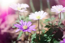 简短暖心的正能量句子，阳光向上，触动心灵，值得拥有图片