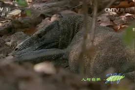 极端环境下，雌性巨蜥竟能单性繁殖，它是怎么做到的？视频封面