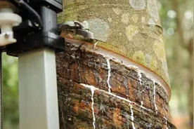 割胶“黑科技”，解放劳动力！视频封面