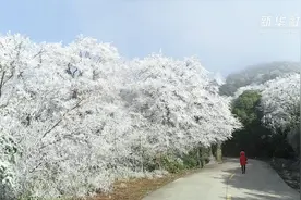 雾凇云海美景同现！快来赏景视频封面