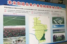 “一片叶子”长出“百万红掌”图片