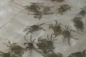 冬季，到辽宁盘锦来品蟹视频封面