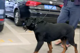 禁养犬咬人后主人故意藏匿，他家的司机说出实情，肇事犬被收容