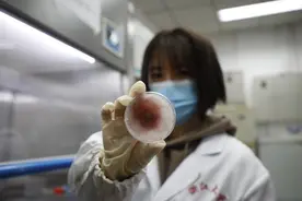 大自然的神奇画笔 浙大学生用菌类作画美轮美奂图片