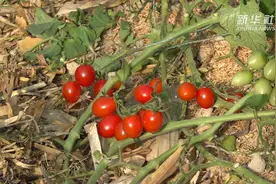 新春走基层｜西红柿“首富”炼成记：盐碱地种出“金果果”视频封面