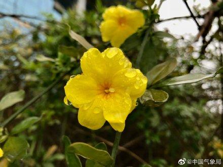 迎春花都开了，春天已经不远啦