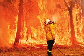 心凉了！考拉欲离开伤心地“移民”新西兰图片