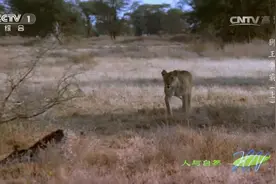 人与自然：个高也致命！长颈鹿幼崽藏身处被狮子识破，一秒被断喉视频封面