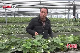 安徽泗县迎来蔬果销售旺季 电商直通长三角助力脱贫视频封面