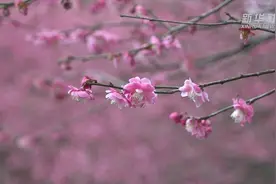 春暖花开  西子湖畔探梅正当时视频封面