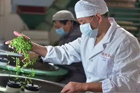 浙江武义：直播手工炒茶 线上现场售卖图片