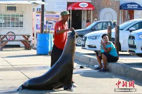 南非海豹岛海豹成群 亲近人类图片