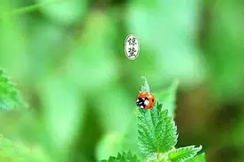 惊蛰节气：山东古人怎么灭虫驱毒图片