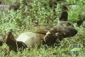 人与自然：吃饱了的小猎犬肚子鼓成球，四脚朝天的它想翻身太难