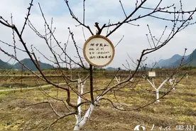 新蒲新区邀您玩转“开心农场”图片