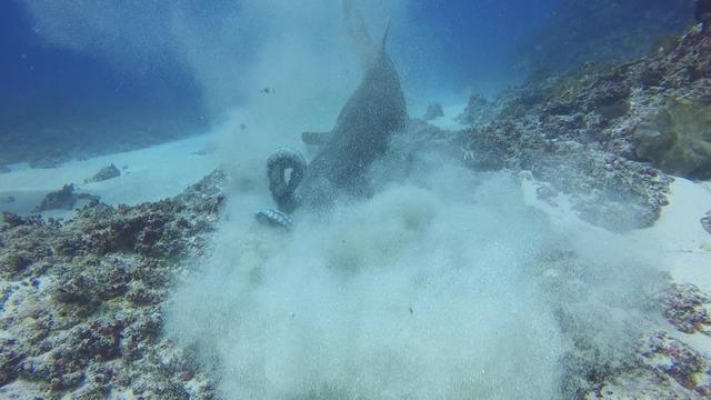 鲨鱼猎食吞下整个章鱼 实力演绎快准狠