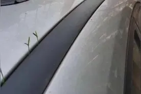 武汉市民下楼拿东西，发现汽车长草了