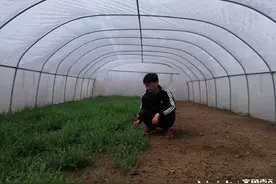 小小蚂蚱带动群众走上飞“蝗”腾达致富路图片