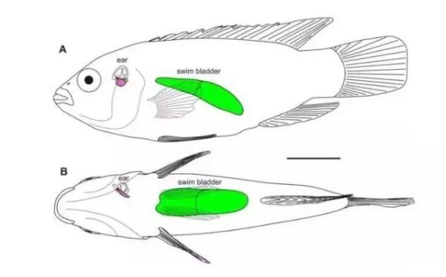 乳腺增生 可以吃花胶吗 2025年乳腺增生可以吃花胶吗女性