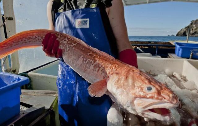 孕妇有小叶增生可以食花胶炖汤吗 2026年小叶增生能吃花粉吗