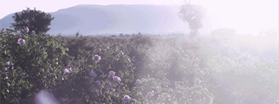 子宫增生可以吃花胶吗 2026年子宫增生可以吃花胶吗有效果吗