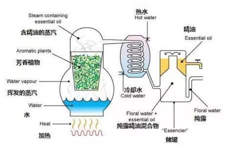 徐子淇花胶补身 徐子淇衣服