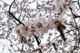 限流！北京玉渊潭公园樱花未开，入园需提前预约图片