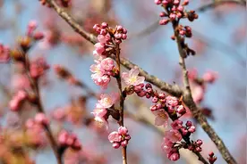 玉渊潭早樱初放 入园需提前一天以上预约购票图片