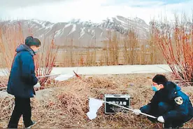 防治沙漠蝗 中国紧锣密鼓图片