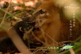 人与自然：吃完奶的小浣熊竟又跑去撬妈妈的嘴，妈妈准备给它断奶视频封面