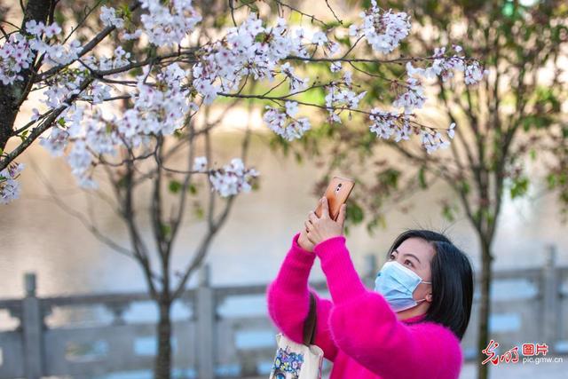 春风十里 樱花烂漫一起看