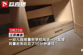 南京幼儿园里闯进一只“神秘标本”，因为太过美貌后被发现…图片