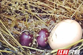 地菜煮鸡蛋这道时令美食 这些人群不适合吃图片